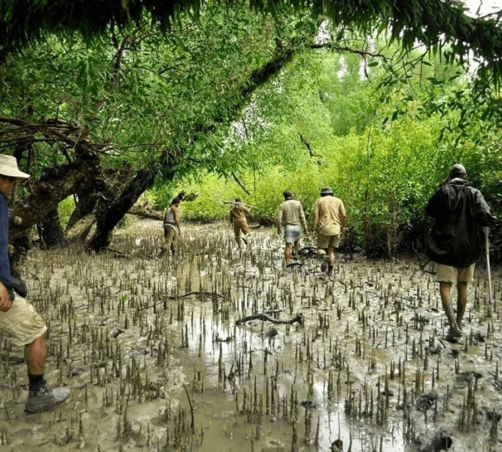 Sundarban